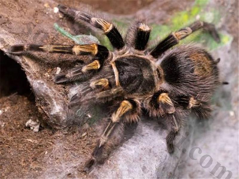 Grammostola Pulchripes Altın Bacak L3 Burada